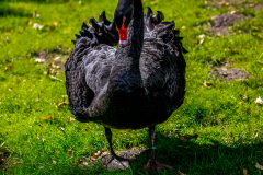 MG_3544